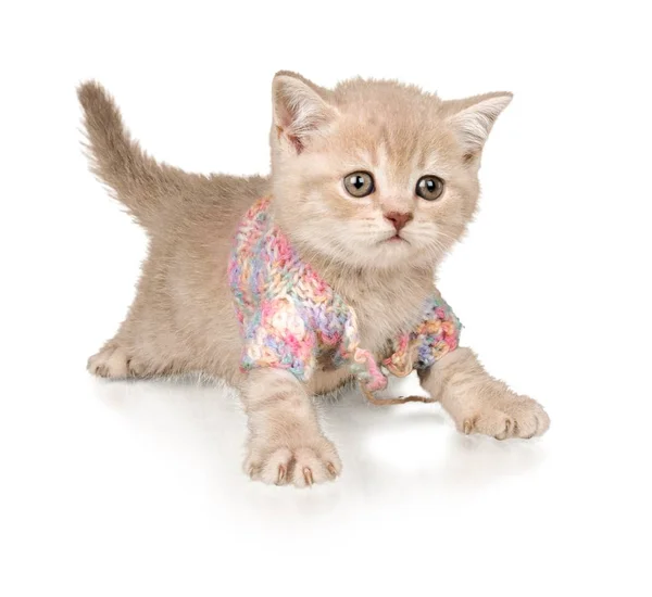 Ładny mały kotek — Zdjęcie stockowe