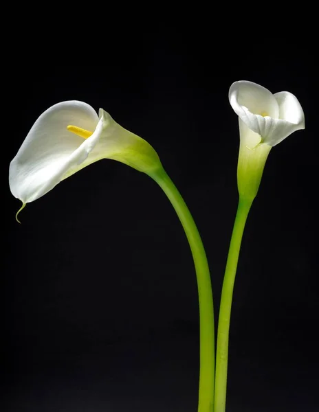 Όμορφο λευκό calla λουλούδια — Φωτογραφία Αρχείου