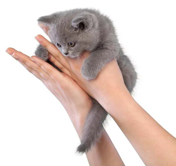 Gatinho Cinzento Mãos Humanas Isolado Fundo Branco — Fotografia de Stock