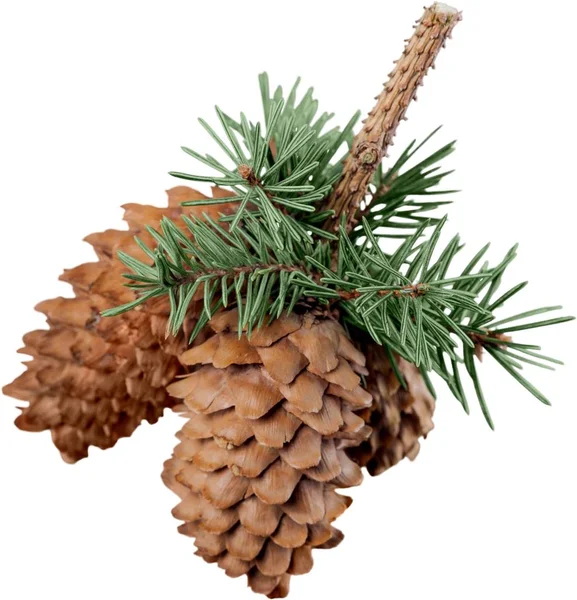 Pine cones with branch — Stock Photo, Image