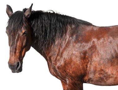 beyaz zemin üzerinde kahverengi at