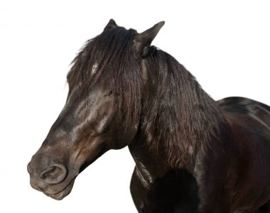 beyaz zemin üzerinde kahverengi at