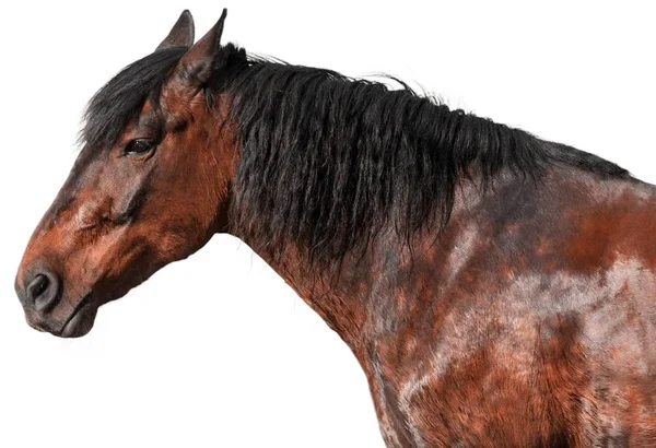 Barna gyönyörű ló — Stock Fotó