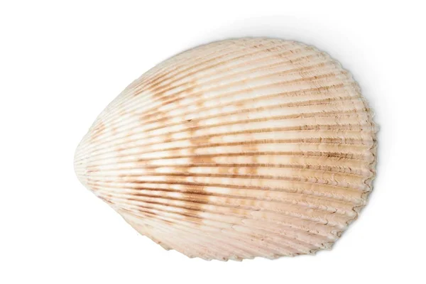 Sea shell op achtergrond — Stockfoto