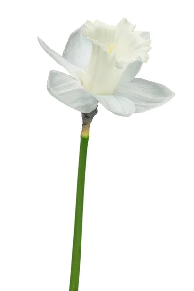 Studio Shot White Colored Daffodil Blomst Isolert Hvit Bakgrunn – stockfoto