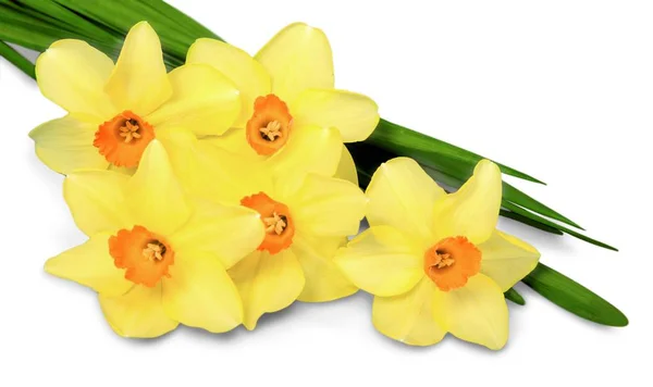 Daffodil Flowers Bouquet Isolated White Background — Stock Photo, Image