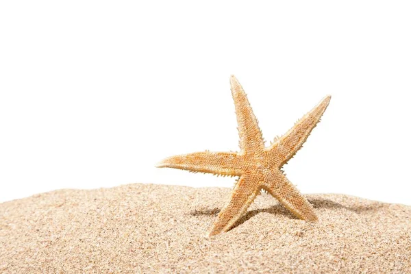 Sea star na piaszczystej plaży — Zdjęcie stockowe
