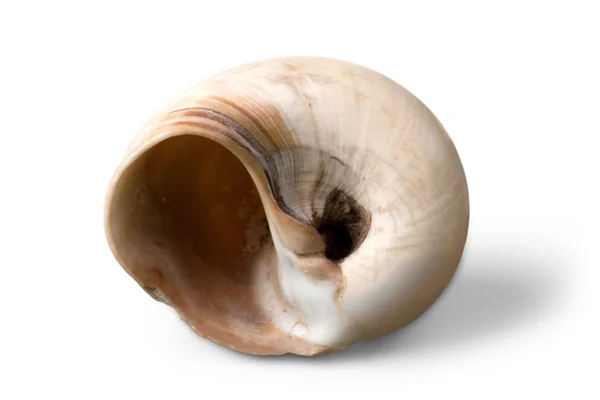 Sea shell op achtergrond — Stockfoto