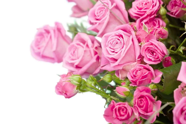 白色背景的漂亮粉红玫瑰 — 图库照片