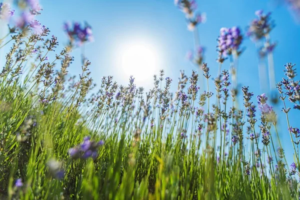 Campo de lavanda violeta — Fotografia de Stock