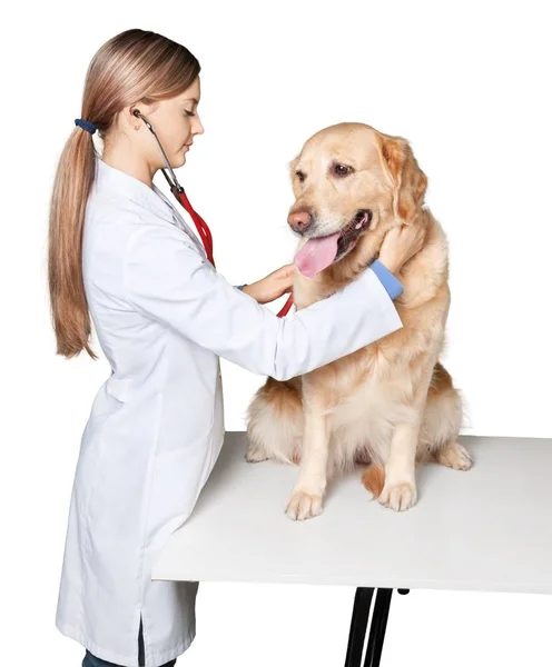 Veterinario joven con perro — Foto de Stock