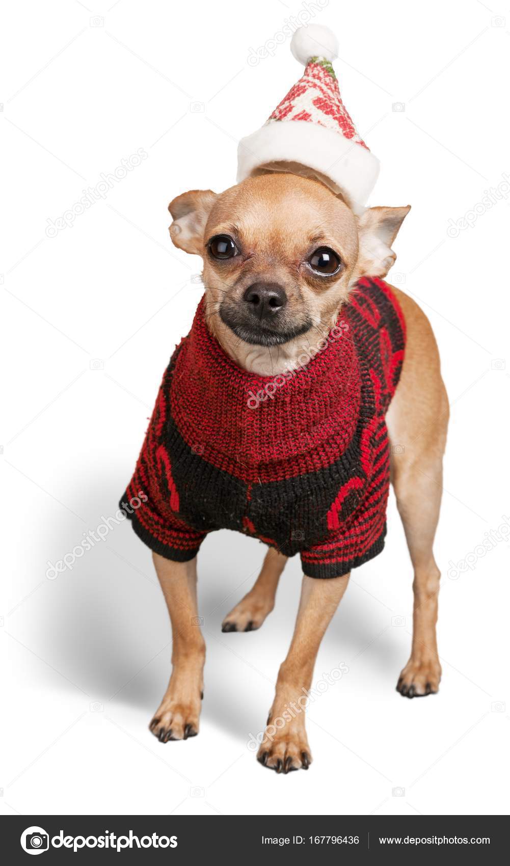 Petit Chien Brun Isolé Sur Fond Blanc Photographie