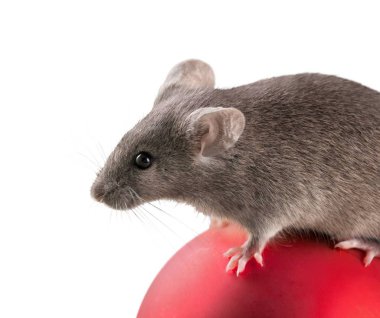 Dekoratif Noel top ve beyaz arka plan üzerinde fare