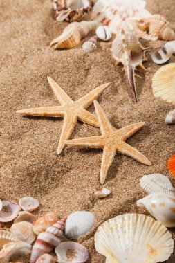 Kumsaldaki deniz yıldızı