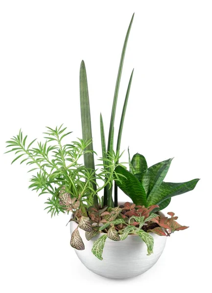 Plant in a flower pot — Stock Photo, Image