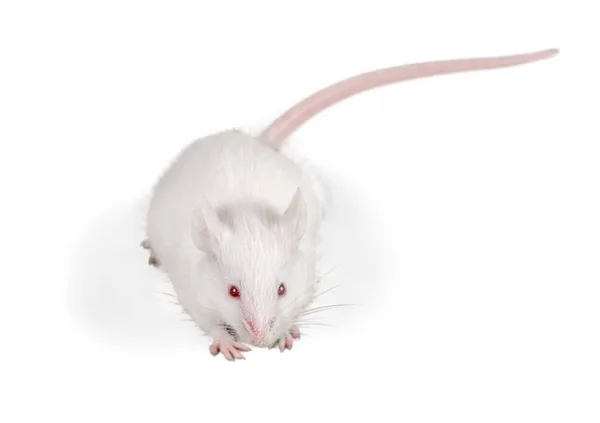 Белая Лабораторная Крыса Белом Фоне — стоковое фото
