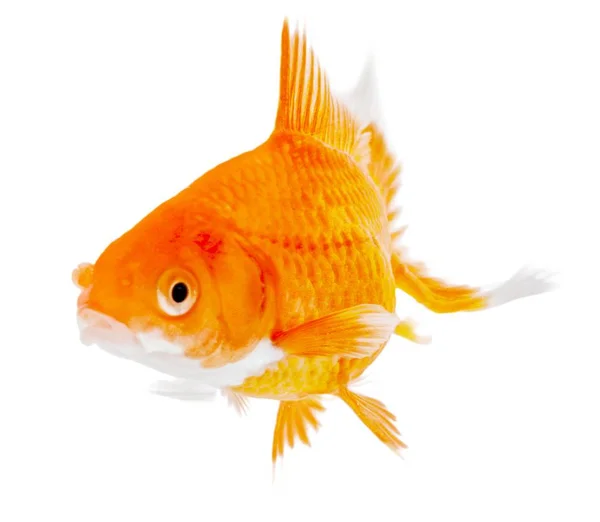 白色背景单金鱼 — 图库照片