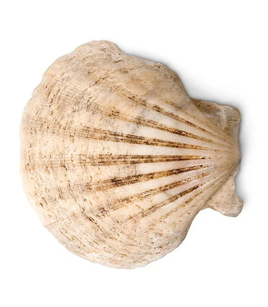 Coquille de mer sur fond — Photo