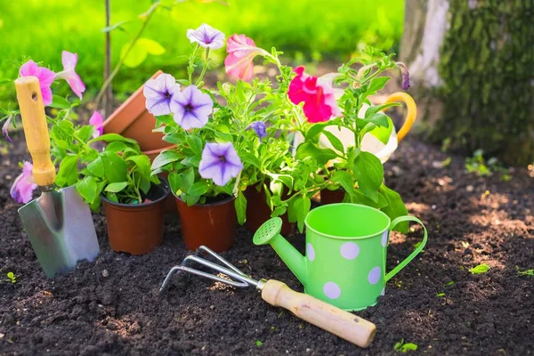 Primer Plano Las Flores Sobre Fondo Del Campo —  Fotos de Stock