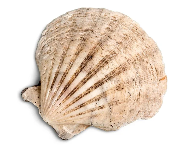 Sea shell op achtergrond — Stockfoto