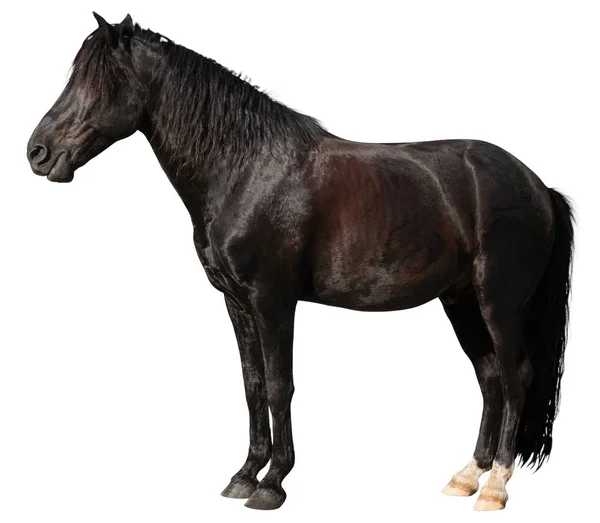 갈색 아름 다운 말 — 스톡 사진
