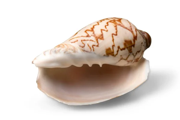 Sea shell op achtergrond — Stockfoto