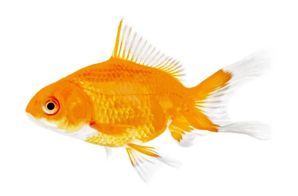 Одна Золота Рибка Ізольована Білому Тлі — стокове фото