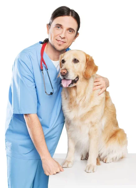 강아지와 남성 수 의사 — 스톡 사진