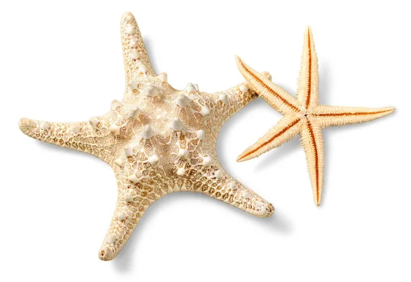 Starfish na areia da praia — Fotografia de Stock