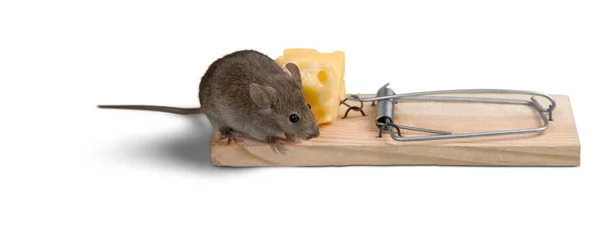 Piège Avec Fromage Souris Vue Rapprochée — Photo