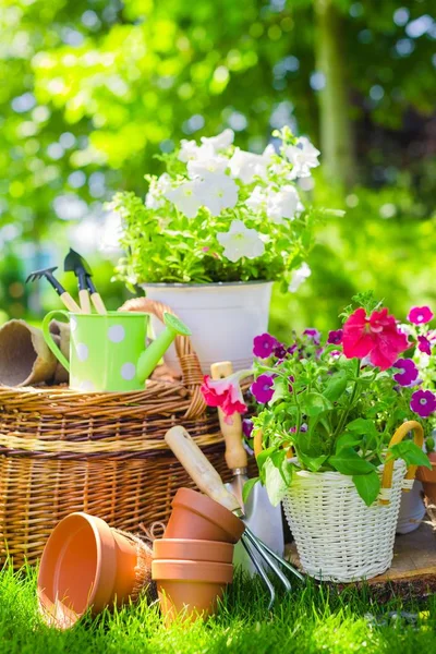 Fleurs en pots et ustensiles de jardinage — Photo