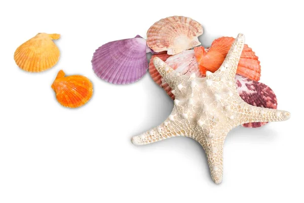 Close Sea Star Shells White Background — Stock Photo, Image