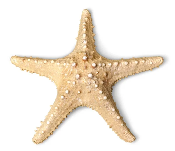 Одна Морская звезда изолирована — стоковое фото