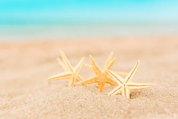 Sea stars on sand — Stock Photo, Image