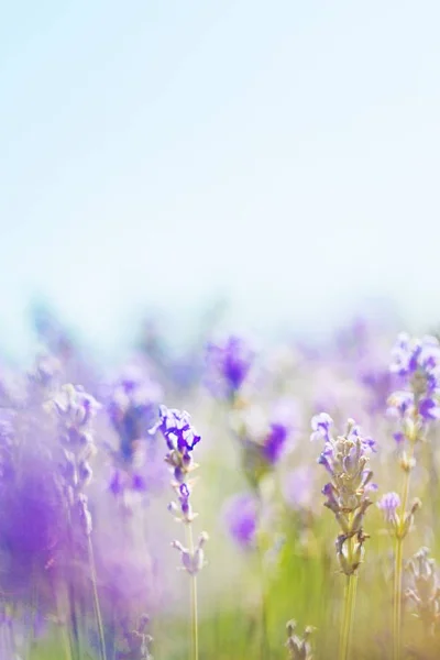 Campo de lavanda violeta — Fotografia de Stock