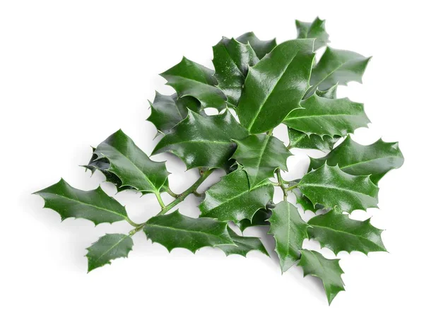 Nahaufnahme Von Grünen Blättern Isoliert Auf Weißem Hintergrund — Stockfoto