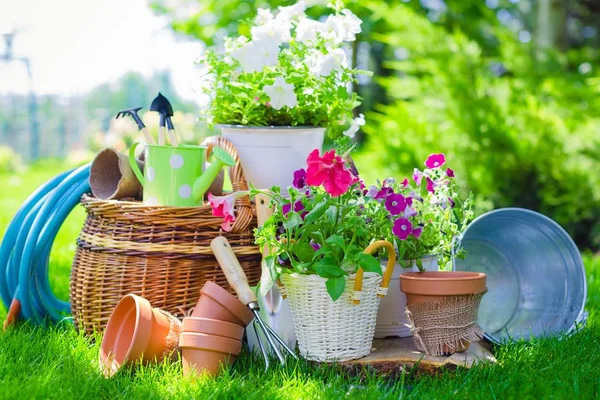 Fleurs en pots et ustensiles de jardinage — Photo