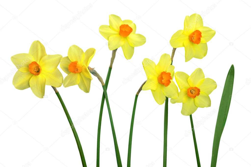 Yellow narcissus flowers isolated on a white background