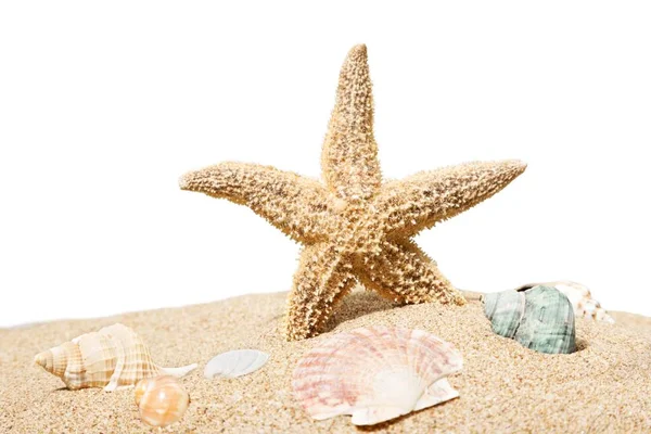 Una Estrella Mar Sobre Arena Playa Aislada Sobre Fondo Blanco —  Fotos de Stock