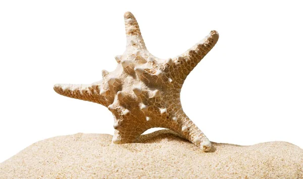 Один Морська Зірка Пляжі Пісок Ізольовані Білому Тлі — стокове фото