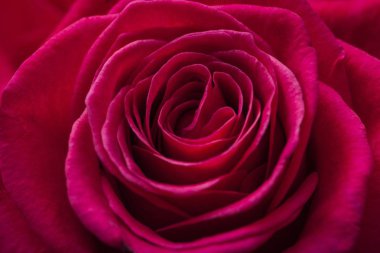 Güzel gül çiçeği