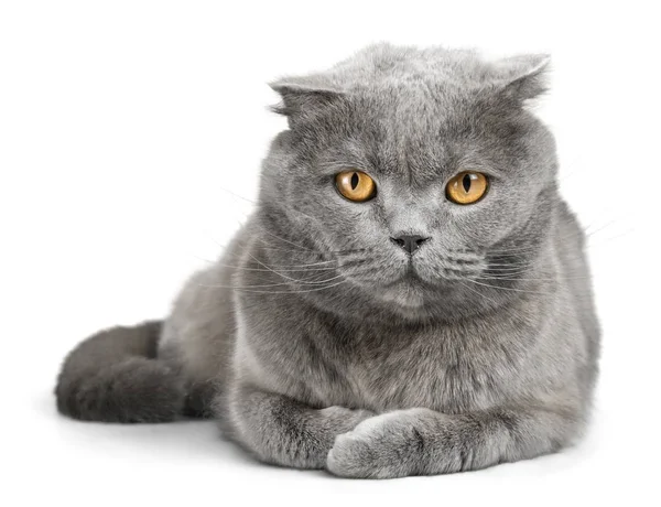 British Shorthair cat — Stock Photo, Image