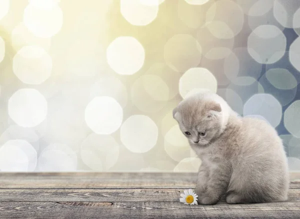 Lindo gatito pequeño — Foto de Stock