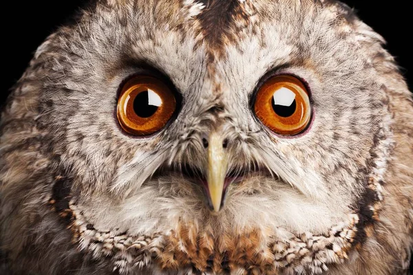 Güzel büyük baykuş closeup — Stok fotoğraf