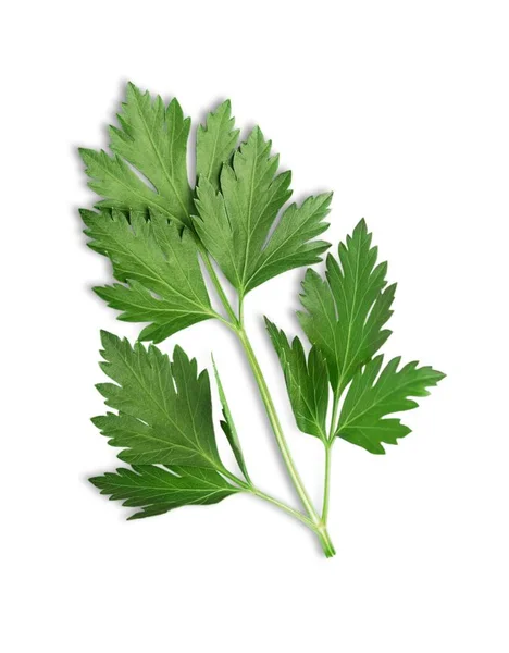 Green fresh parsley — Stock Photo, Image