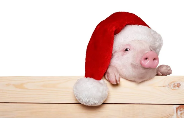 Carino maialino in cappello di Babbo Natale — Foto Stock