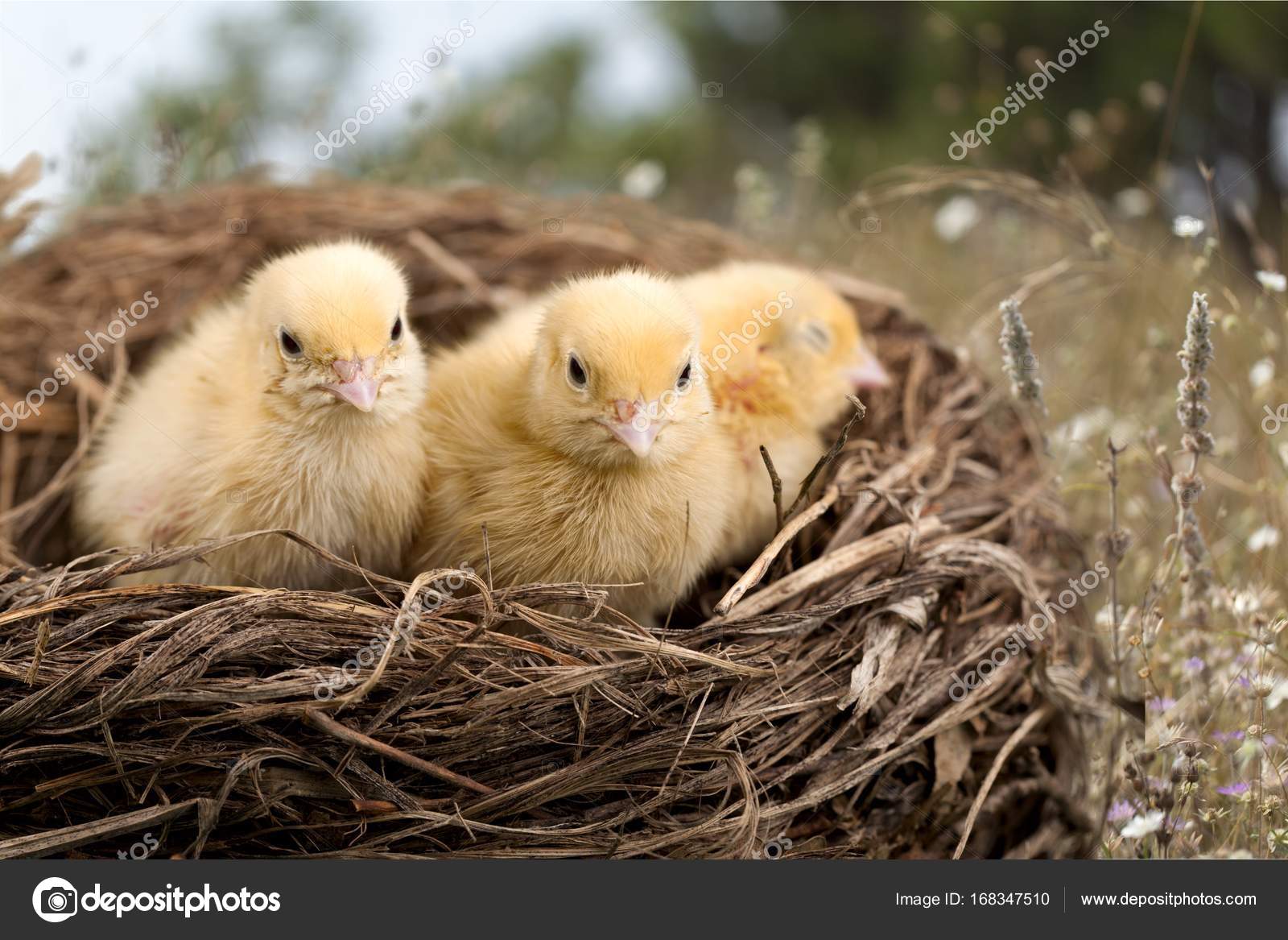 Small Chicks