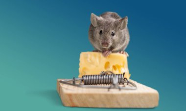 Tuzak peynir ve fare, yakından görmek