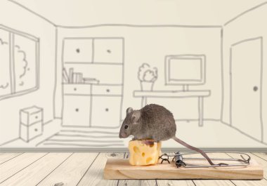 peynir ve fare ile tuzak