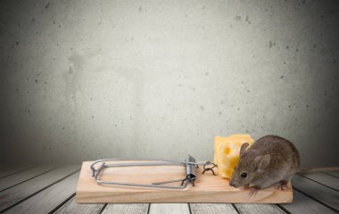 peynir ve fare ile tuzak